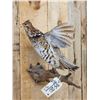 Image 3 : Ruffed Grouse Taking Flight Bird Taxidermy