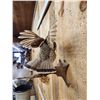 Image 4 : Ruffed Grouse Taking Flight Bird Taxidermy