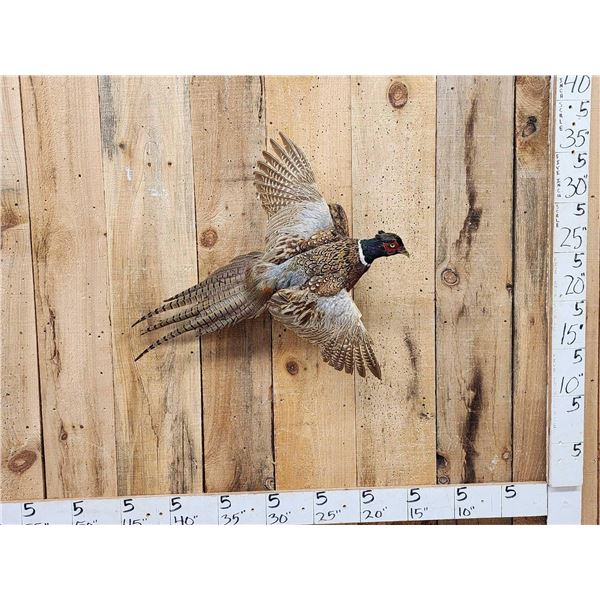 Ringneck Pheasant In Flight Bird Taxidermy