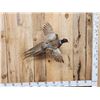 Image 1 : Ringneck Pheasant In Flight Bird Taxidermy