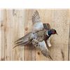 Image 2 : Ringneck Pheasant In Flight Bird Taxidermy