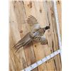 Image 3 : Ringneck Pheasant In Flight Bird Taxidermy