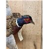 Image 4 : Ringneck Pheasant In Flight Bird Taxidermy