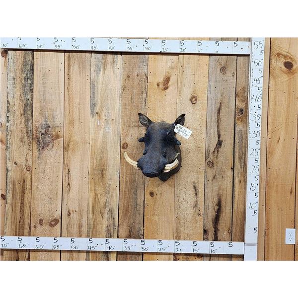 African Warthog Shoulder Mount Taxidermy