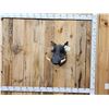 Image 1 : African Warthog Shoulder Mount Taxidermy