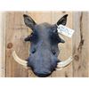 Image 2 : African Warthog Shoulder Mount Taxidermy