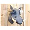 Image 4 : African Warthog Shoulder Mount Taxidermy