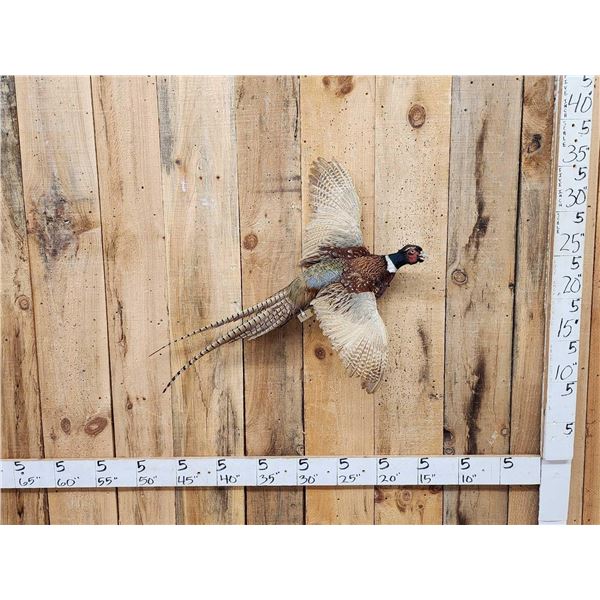 Ringneck Pheasant In Flight Bird Taxidermy