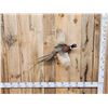 Image 1 : Ringneck Pheasant In Flight Bird Taxidermy