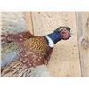 Image 2 : Ringneck Pheasant In Flight Bird Taxidermy