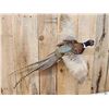 Image 3 : Ringneck Pheasant In Flight Bird Taxidermy