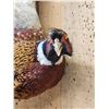 Image 4 : Ringneck Pheasant In Flight Bird Taxidermy