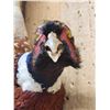 Image 5 : Ringneck Pheasant In Flight Bird Taxidermy