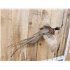 Image 6 : Ringneck Pheasant In Flight Bird Taxidermy