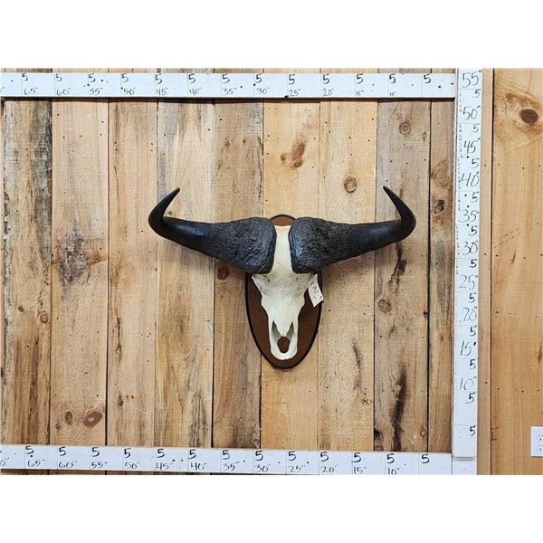 African Cape Buffalo Skull Taxidermy