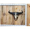 Image 1 : African Cape Buffalo Skull Taxidermy