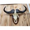 Image 2 : African Cape Buffalo Skull Taxidermy