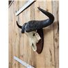 Image 3 : African Cape Buffalo Skull Taxidermy