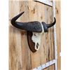Image 4 : African Cape Buffalo Skull Taxidermy