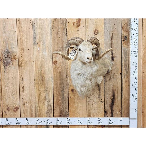 Texas Dall Cross Ram Sheep Shoulder Mount Taxidermy