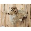 Image 2 : Texas Dall Cross Ram Sheep Shoulder Mount Taxidermy