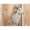 Image 3 : Texas Dall Cross Ram Sheep Shoulder Mount Taxidermy