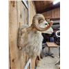 Image 4 : Texas Dall Cross Ram Sheep Shoulder Mount Taxidermy
