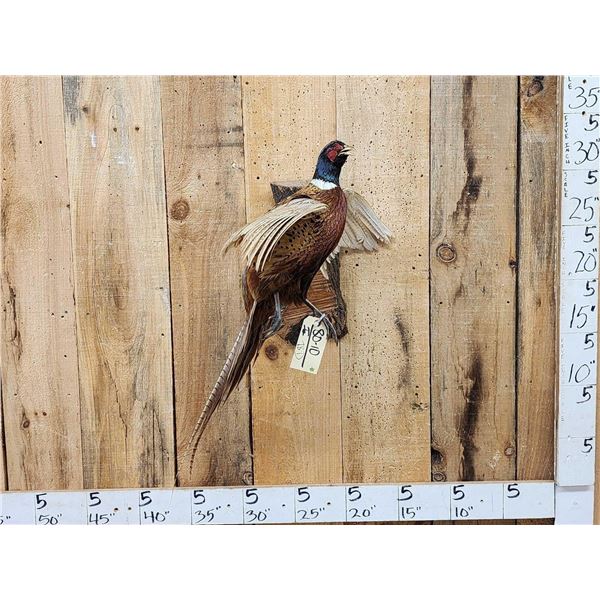 Ringneck Pheasant In Flight Bird Taxidermy