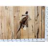 Image 1 : Ringneck Pheasant In Flight Bird Taxidermy