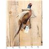 Image 2 : Ringneck Pheasant In Flight Bird Taxidermy