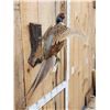 Image 3 : Ringneck Pheasant In Flight Bird Taxidermy