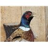 Image 4 : Ringneck Pheasant In Flight Bird Taxidermy