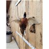 Image 5 : Ringneck Pheasant In Flight Bird Taxidermy