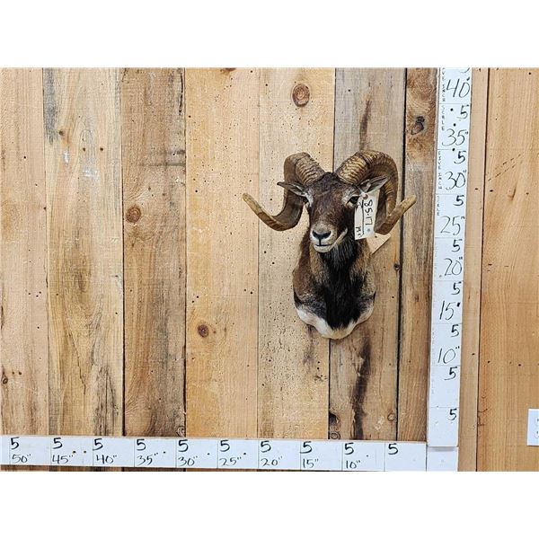 Ram Sheep Shoulder Mount Taxidermy