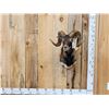 Image 1 : Ram Sheep Shoulder Mount Taxidermy
