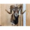 Image 2 : Ram Sheep Shoulder Mount Taxidermy