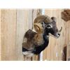 Image 3 : Ram Sheep Shoulder Mount Taxidermy