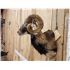 Image 4 : Ram Sheep Shoulder Mount Taxidermy