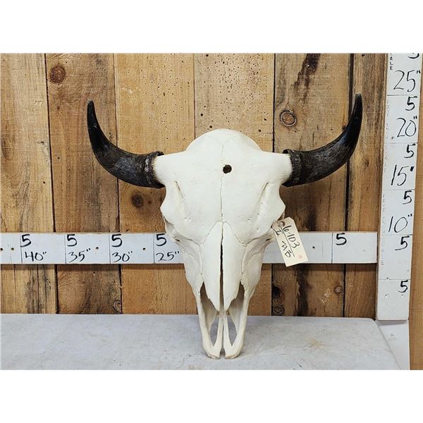 American Bison Buffalo Skull Taxidermy