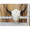 Image 1 : American Bison Buffalo Skull Taxidermy