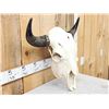 Image 2 : American Bison Buffalo Skull Taxidermy