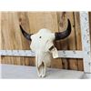 Image 3 : American Bison Buffalo Skull Taxidermy
