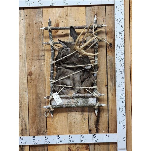 Whitetail Pack Out Mount Taxidermy