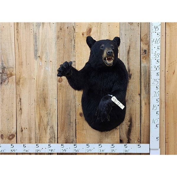Black Bear Half Body Taxidermy Mount