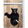 Image 2 : Black Bear Half Body Taxidermy Mount