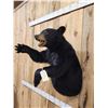 Image 3 : Black Bear Half Body Taxidermy Mount