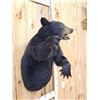 Image 4 : Black Bear Half Body Taxidermy Mount
