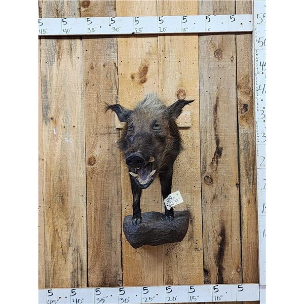 African Bush Pig Half Body Taxidermy Mount
