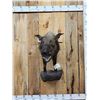 Image 1 : African Bush Pig Half Body Taxidermy Mount