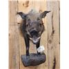 Image 2 : African Bush Pig Half Body Taxidermy Mount